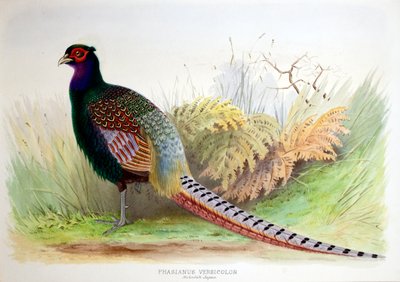 Phasianus Versicolor, c.1896-1921 by Henry Jones